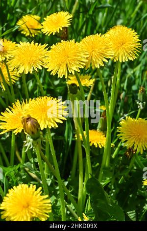 Fioritura di dandelioni. Fiori gialli di dente di leone sul prato primaverile. Foto Stock