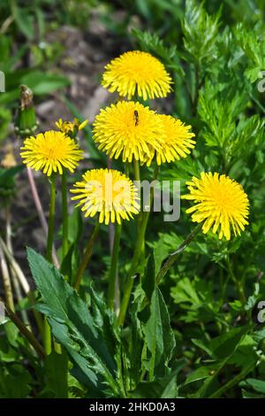 Fioritura di dandelioni. Fiori gialli di dente di leone sul prato primaverile. Foto Stock