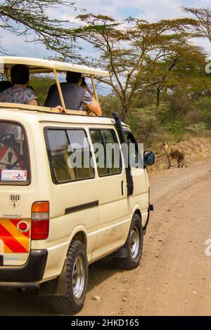 Vista dei turisti che guardano una femmina leone caccia nella savana del Parco Nazionale del Lago Nakuru in Kenya Foto Stock