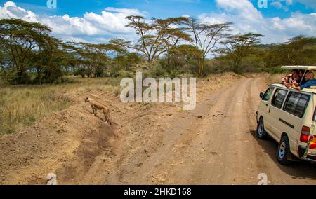 Vista dei turisti che guardano una femmina leone caccia nella savana del Parco Nazionale del Lago Nakuru in Kenya Foto Stock