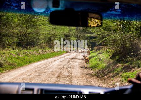 Vista di una mandria di impala e di un gruppo di babbuini che bloccano una strada sterrata nelle arbusti del Parco Nazionale del Lago Nakuru in Kenya Foto Stock