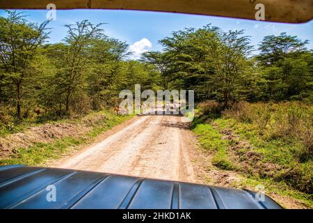 Vista di una mandria di impala e di un gruppo di babbuini che bloccano una strada sterrata nelle arbusti del Parco Nazionale del Lago Nakuru in Kenya Foto Stock