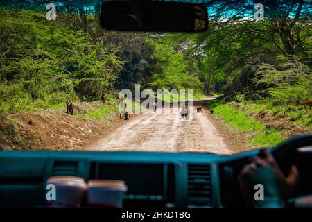 Vista di un gruppo di babbuini che bloccano la strada sterrata di fronte a un veicolo presso il Parco Nazionale del Lago Nakuru, Kenya Foto Stock