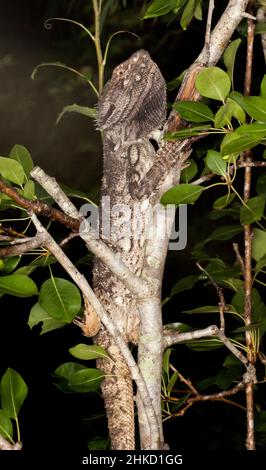 Drago bearded in albero di pera nel giardino Foto Stock