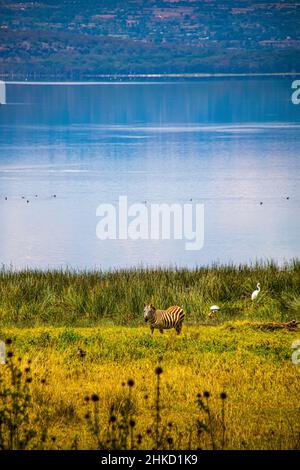 Vista di una pianura solana zebra pascolo sulle rive del Lago Nakuru in Kenya Foto Stock