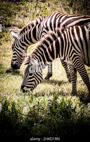 Vista di due zebre pascolanti nelle praterie di savana del Kenya Foto Stock