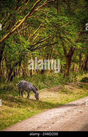 Vista di una zebra pianure selvatiche che pascola al margine della foresta nel Parco Nazionale del Lago Nakuru in Kenya, Africa orientale, con alti alberi sullo sfondo Foto Stock