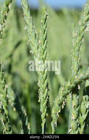 Primo piano di grano verde, non maturo, con piccoli fiori, sul campo di grano, in formato ritratto Foto Stock