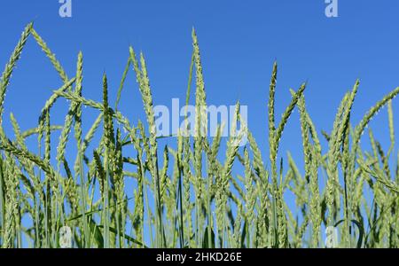 Primo piano di grano verde, non maturo, con piccoli fiori, sul campo di grano, contro un cielo blu Foto Stock