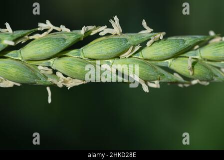 Primo piano e dettaglio di un orecchio verde di grano con fiori luminosi, in primavera su sfondo verde in natura Foto Stock