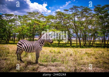 Bella vista di una zebra pianure soleggiate in piedi di fronte ad una linea di alberi al Parco Nazionale del Lago Nakuru in Kenya, Africa Orientale Foto Stock