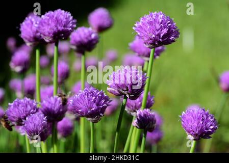 Erba cipollina verde fresca in fiore con fiori viola che crescono su uno sfondo verde nel giardino in primavera Foto Stock