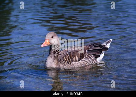 Una piccola oca selvaggia nuota sull'acqua blu in natura Foto Stock