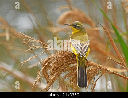 Wagtail giallo, flava Motacilla durante la migrazione in Israele Foto Stock