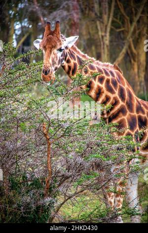 Vista ravvicinata di una giraffa nubiana che mangia da una spina di acacia all'interno di una foresta nei boschi del Parco Nazionale del Lago Nakuru, Kenya Foto Stock