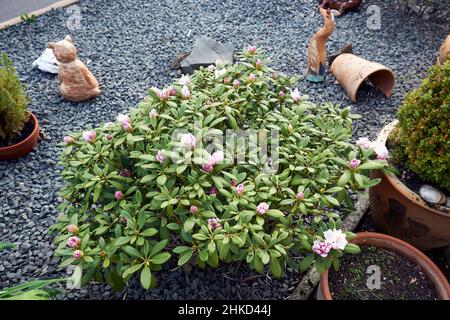 Rhododendron ferrugineum rosa viola chiaro fiori primo piano su a. giorno di sole Foto Stock