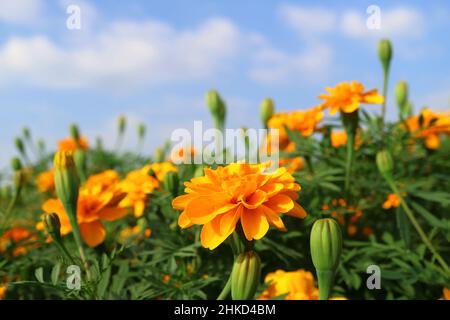 Bel campo di fiori giallo arancio di Marigold con cielo blu sfocato sullo sfondo Foto Stock