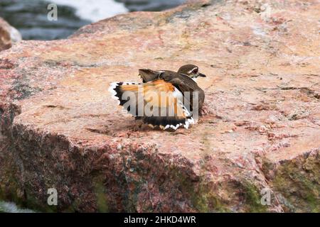 Un uccello Killdeer su un masso di granito rosa, con le sue piume di coda sollevate e aperte, una esposizione protettiva ed elaborata per la quale la specie è conosciuta. Foto Stock