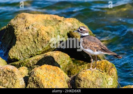 Primo piano di un uccello Killdeer in piedi su un macigno giallo muscoloso lungo la costa di un grande lago. Foto Stock
