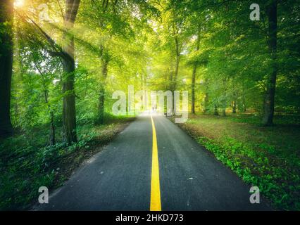 Bella strada nella foresta al tramonto in estate. Paesaggio colorato Foto Stock
