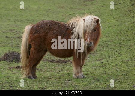 Il pony marrone si trova nel prato e guarda nella fotocamera. Vista laterale. Foto Stock