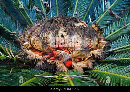 Frutti di palma di sago (Cycas revoluta) Foto Stock