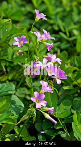 Fiori rosa-sorrel (Oxalis articolata) in giardino Foto Stock