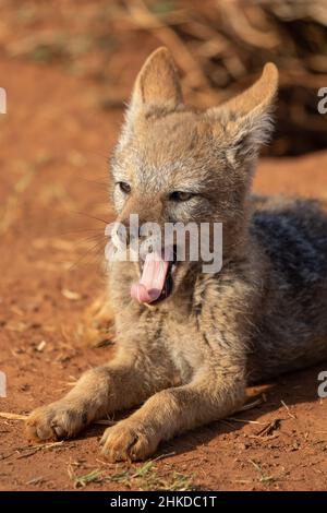 Black Backed Jackal Pup, Parco Nazionale di Pilanesberg Foto Stock