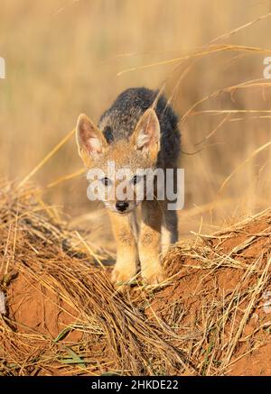 Black Backed Jackal Pup, Parco Nazionale di Pilanesberg Foto Stock