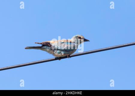 Rullo europeo (Coracias garrulus), vicino a Swellendam, Capo Occidentale, Sudafrica. Questo uccello è un migrante estivo in Sudafrica Foto Stock