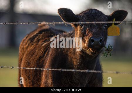 Vitello angus heifer con ramoscello in bocca guardando la macchina fotografica da dietro una recinzione filo spinato. Foto Stock