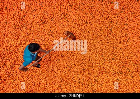 Gli agricoltori stanno lavando e trasformando le carote Foto Stock