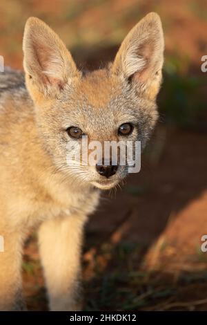 Black Backed Jackal Pup, Parco Nazionale di Pilanesberg Foto Stock