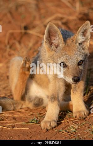 Black Backed Jackal Pup, Parco Nazionale di Pilanesberg Foto Stock