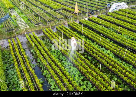 Vista aerea campo di fiori. Complesso agro-industriale su cui crescono fiori a Dong Thap, Viet Nam Tet 2022 nuovo anno Foto Stock