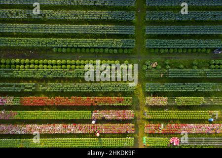 Vista aerea campo di fiori. Complesso agro-industriale su cui crescono fiori a Dong Thap, Viet Nam Tet 2022 nuovo anno Foto Stock