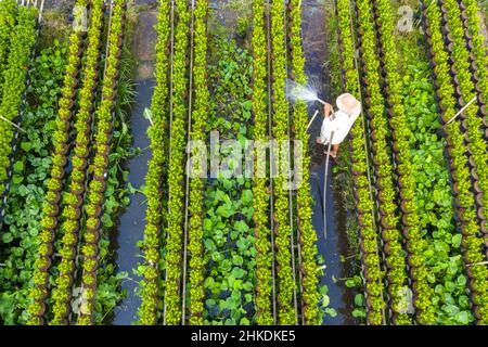 Vista aerea campo di fiori. Complesso agro-industriale su cui crescono fiori a Dong Thap, Viet Nam Tet 2022 nuovo anno Foto Stock