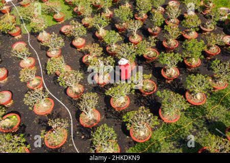 Vista aerea campo di fiori. Complesso agro-industriale su cui crescono fiori a Dong Thap, Viet Nam Tet 2022 nuovo anno Foto Stock