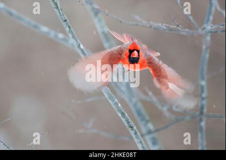 Volo i del cardinale del Nord Foto Stock