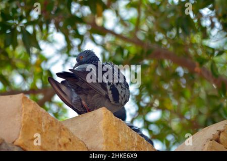 Pigeon seduto da solo sulla recinzione Foto Stock