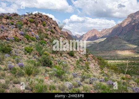 Il deserto diventa verde e fiorisce fiori selvatici durante i monsoni estivi nel deserto di Chihuahuan. Foto Stock