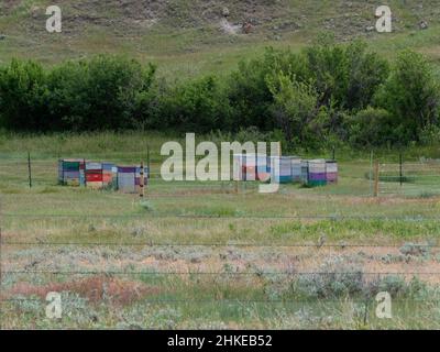 Scatole di api colorate impilate in un ambiente rurale nel Montana centrale con vegetazione sullo sfondo e una recinzione di filo spinato in primo piano. Foto Stock