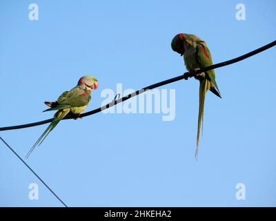 Un pappagallo è una qualsiasi delle molte specie di pappagallo di piccole e medie dimensioni Foto Stock