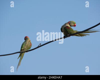 Un pappagallo è una qualsiasi delle molte specie di pappagallo di piccole e medie dimensioni Foto Stock