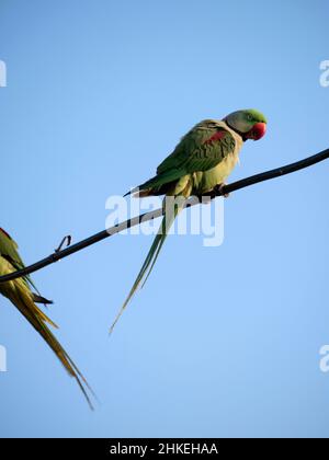 Un pappagallo è una qualsiasi delle molte specie di pappagallo di piccole e medie dimensioni Foto Stock