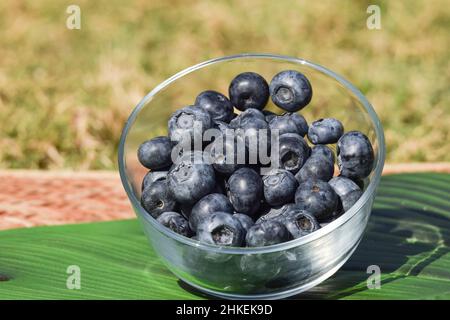 Mucchio di frutti di mirtillo in una ciotola trasparente con fondo ambiente esterno. Alto in antiossidante, biologico superfood blu bacche. Foto Stock