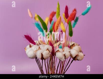 Bouquet di cotone bianco essiccato e panicole multicolore di lagurus Foto Stock