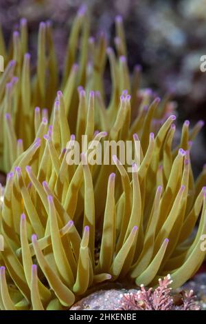 Snakelocks Anemone in una Rockpool a Wembury Beach Foto Stock