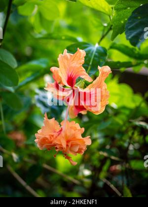 Fiore di ibisco rosso e pesca su sfondo verde. Nel giardino tropicale Foto Stock