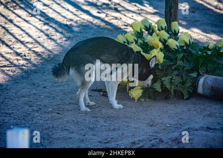 Una razza di cane Klee-Kai di nome Mieka odora alcuni fiori in un cimitero, Sonoyta, Messico Foto Stock